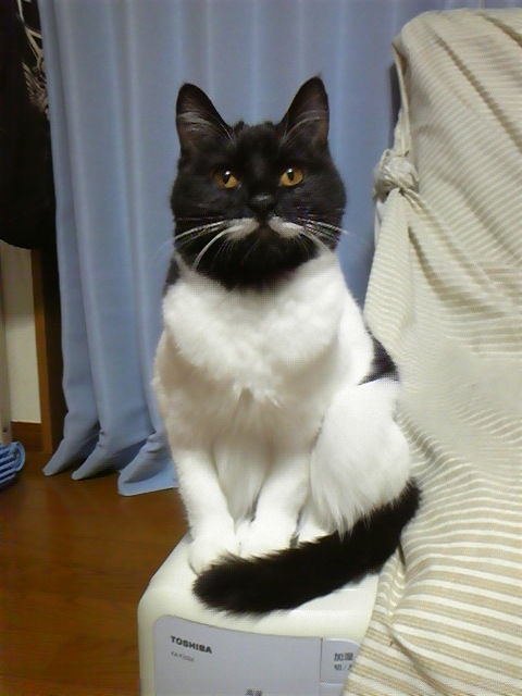 animal