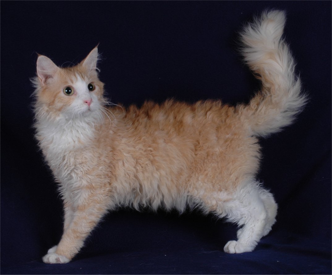 A Random Cat