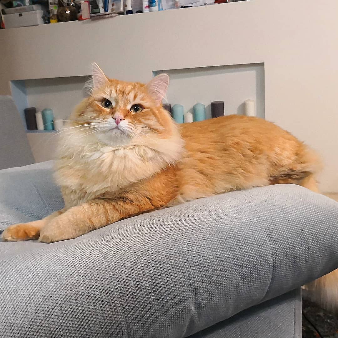 animal