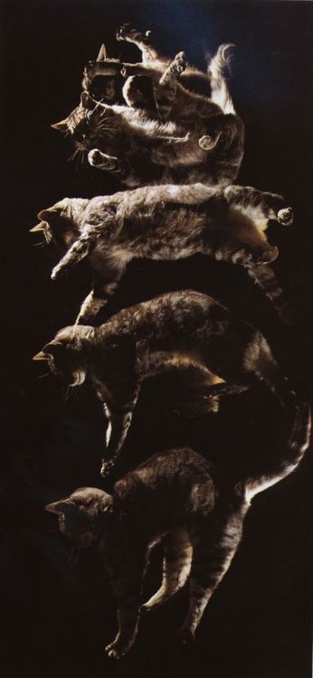 animal