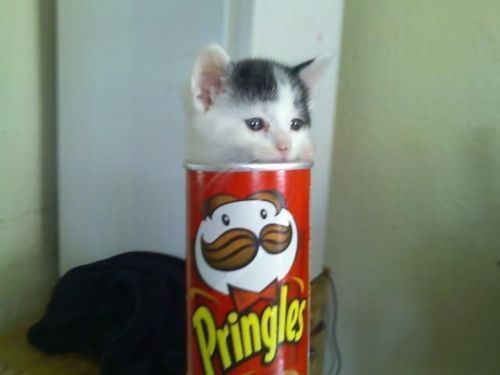 animal