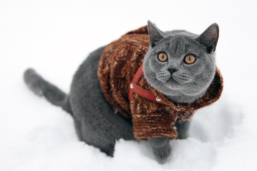 Random cat image