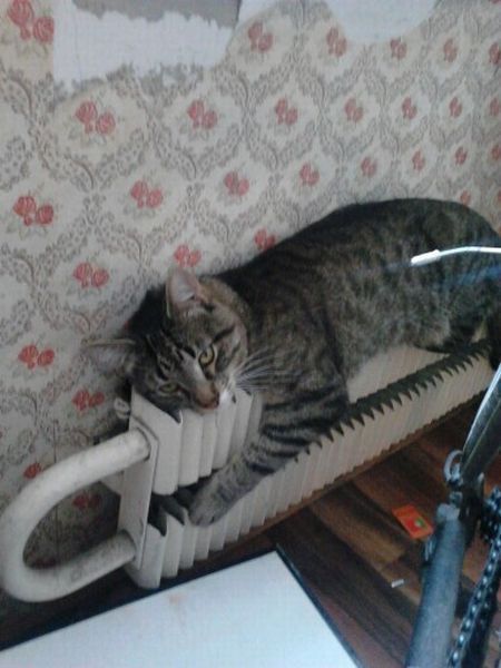 animal