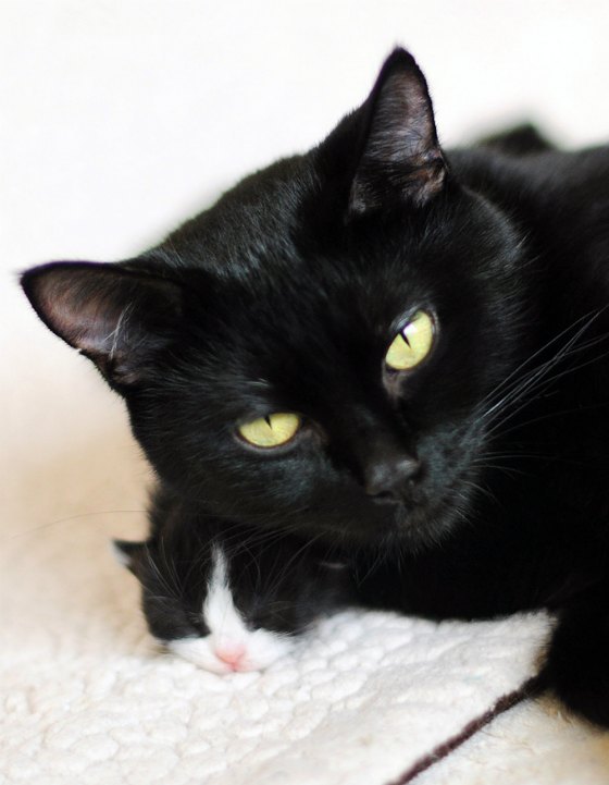 cute cat