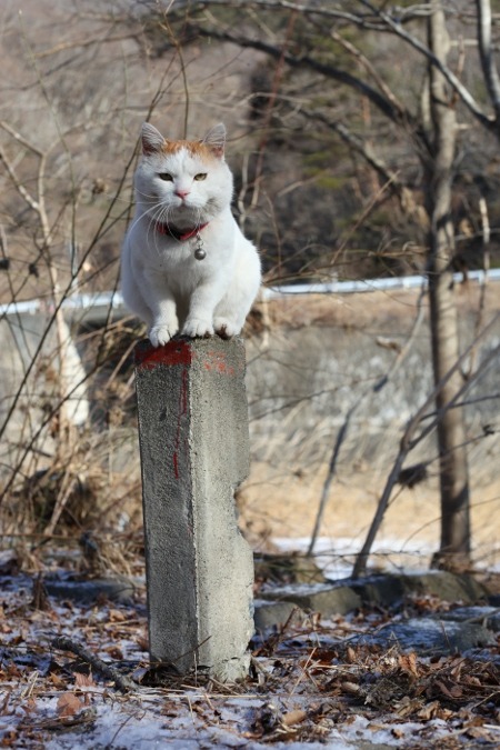 animal