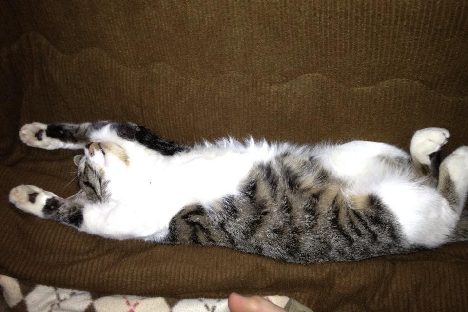 animal