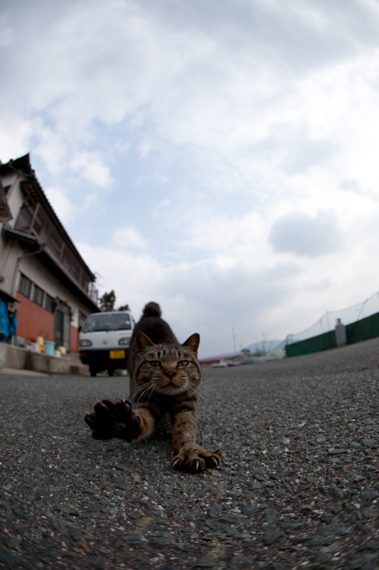 Cute Cat