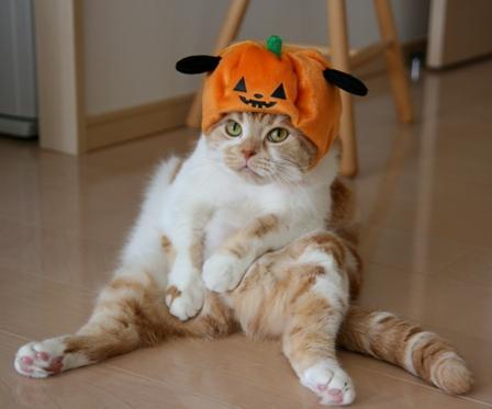 animal