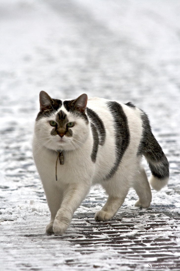animal