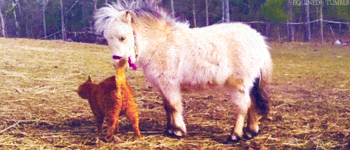 animal