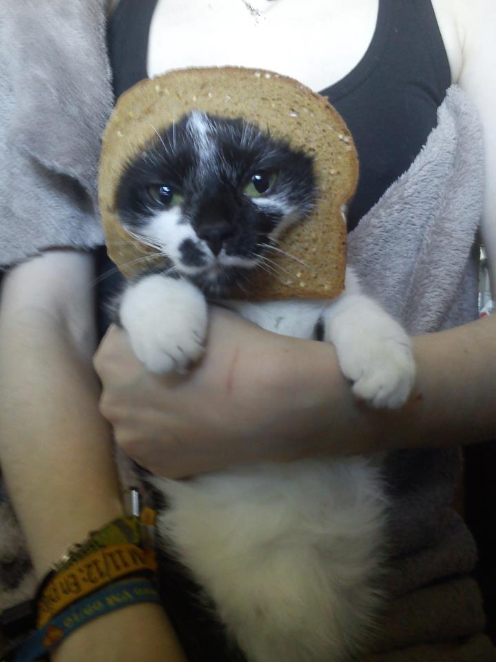 animal