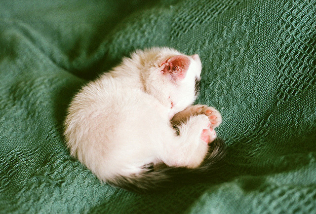 animal