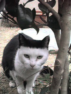 animal