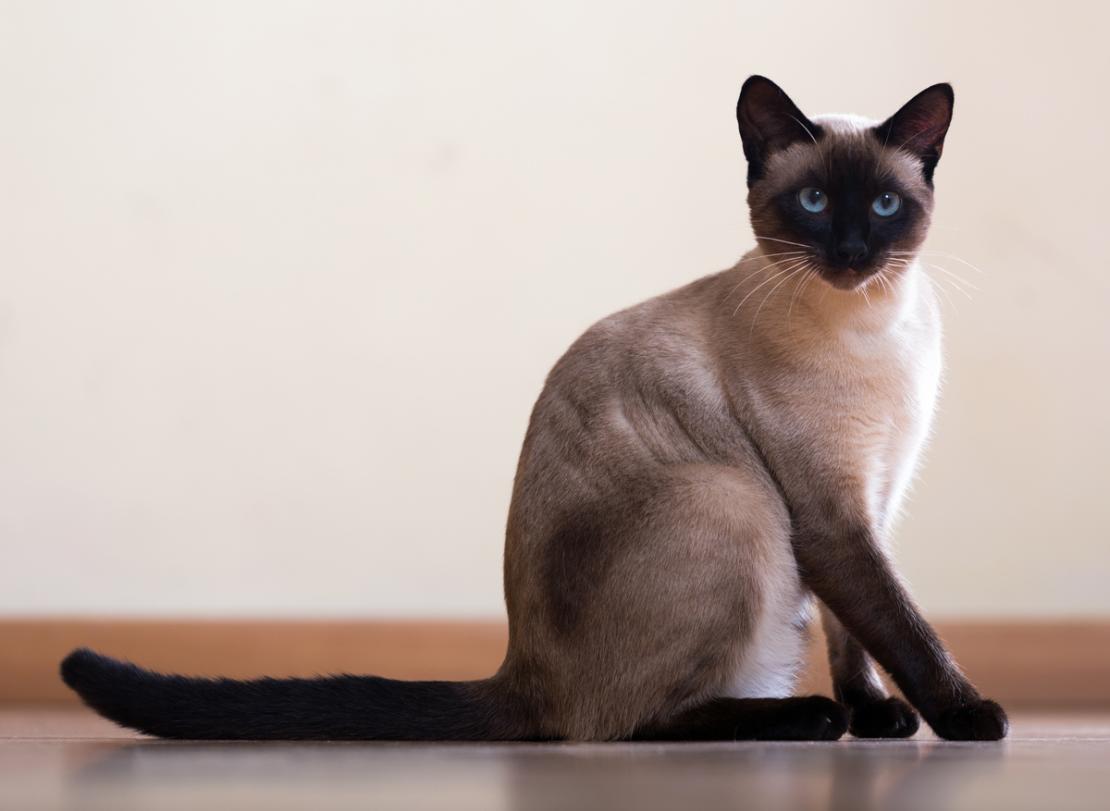 A Random Cat