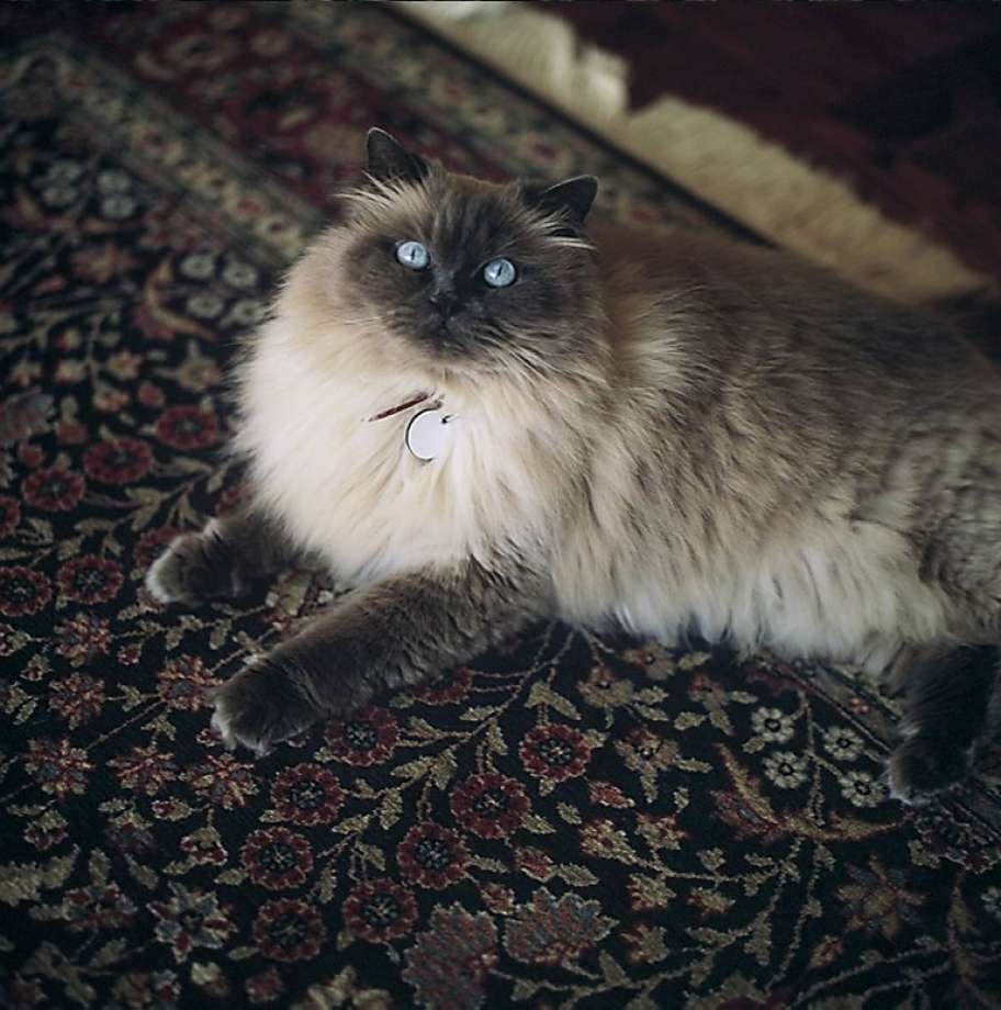 animal