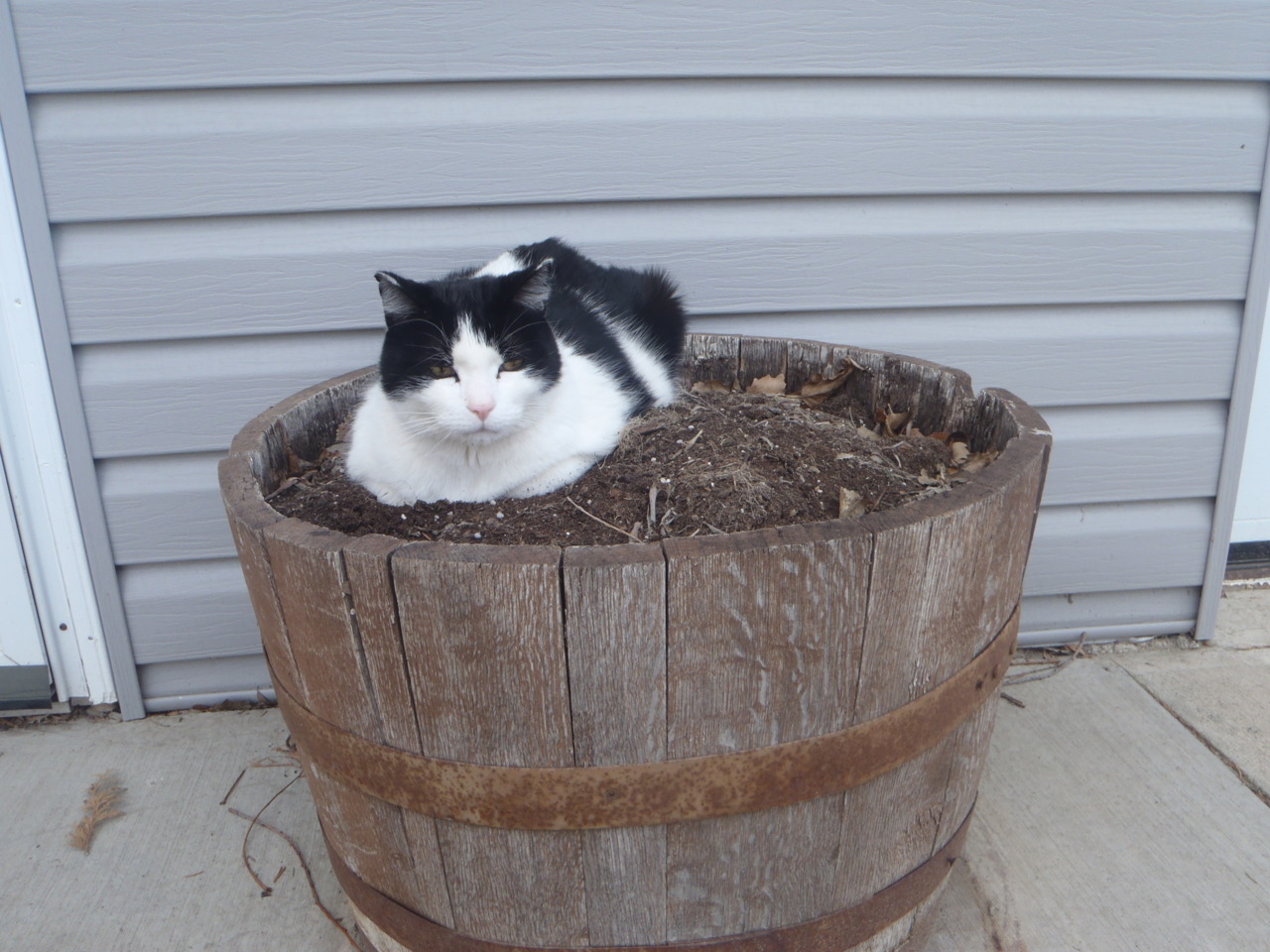 animal