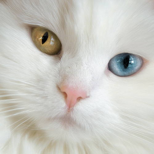 animal