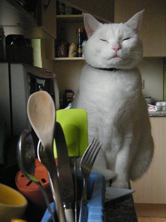 animal