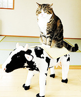animal
