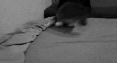 animal