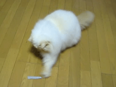 animal