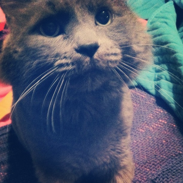 animal