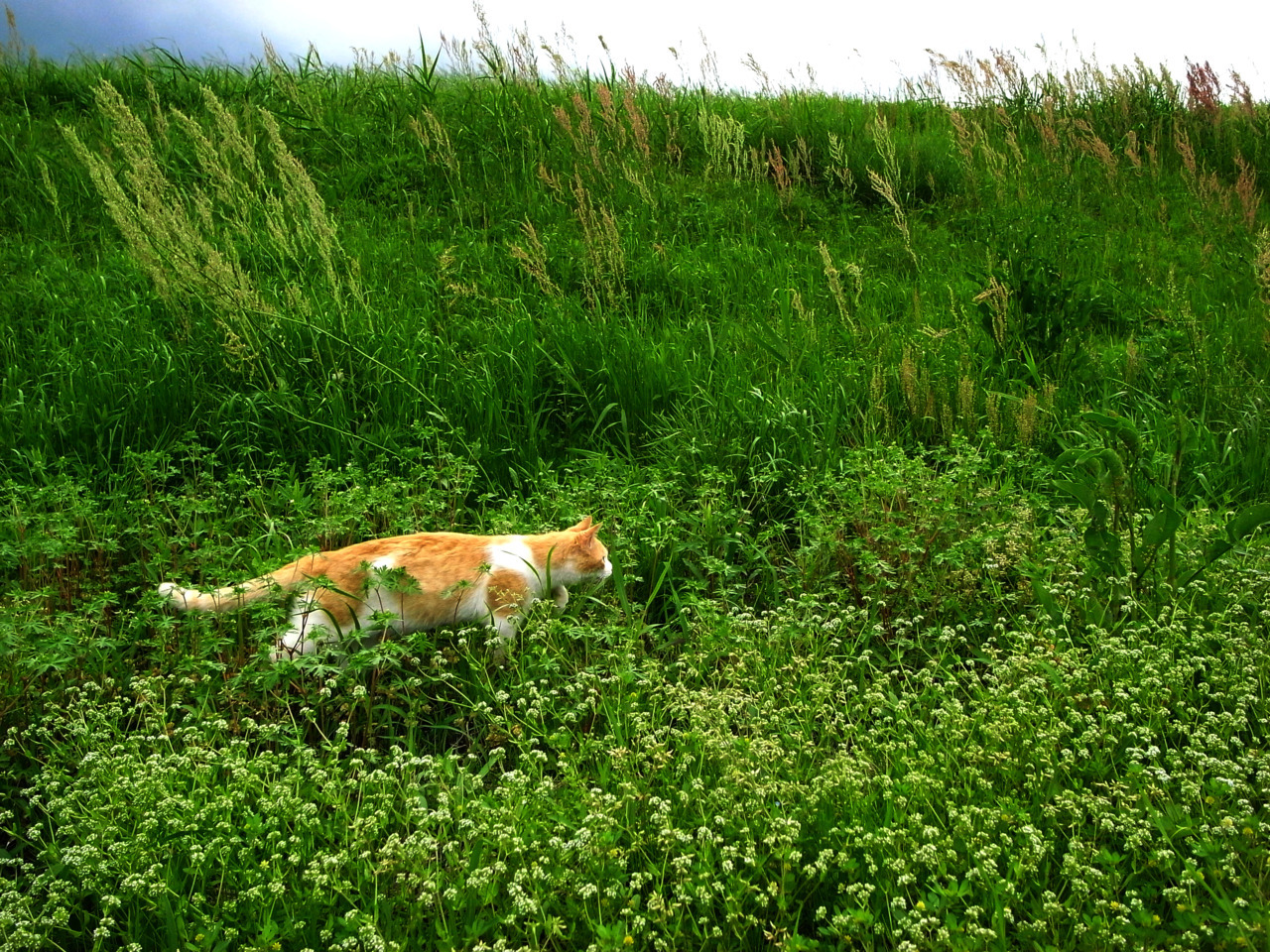 A Random Cat
