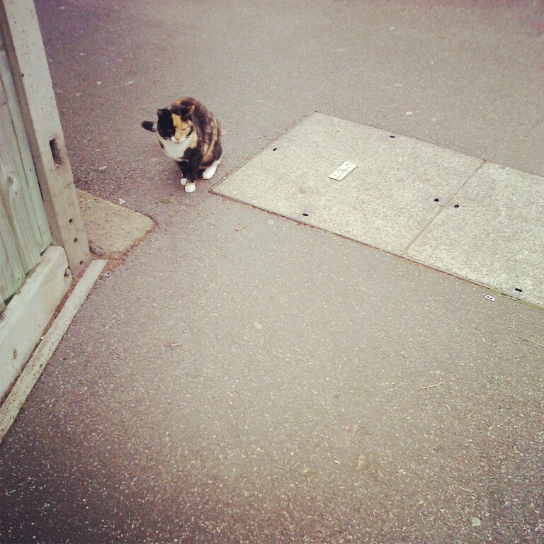 猫影像 6
