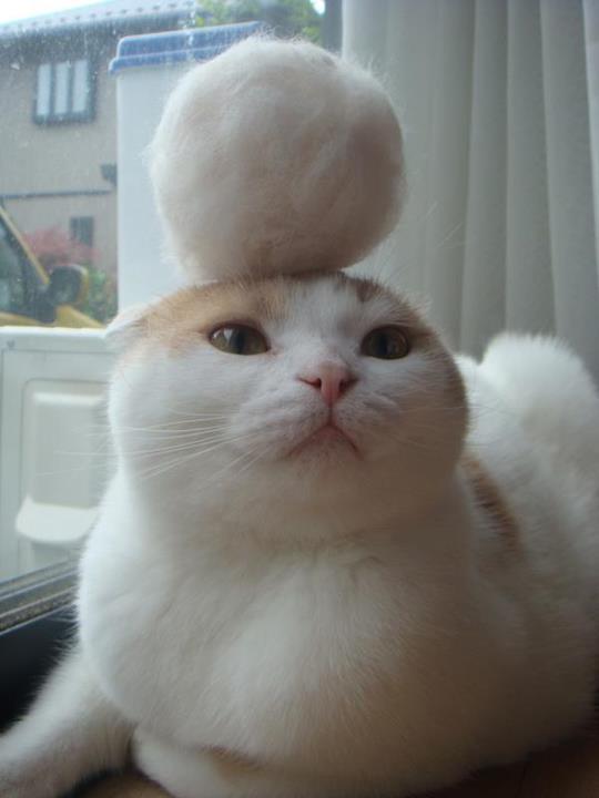 animal