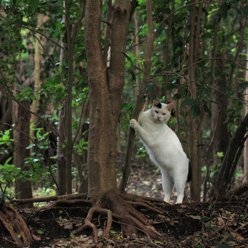 Random Cat