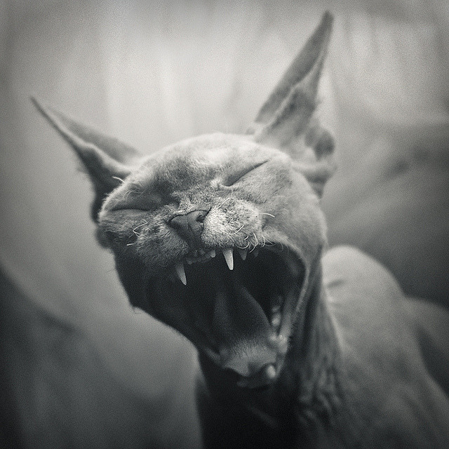 animal