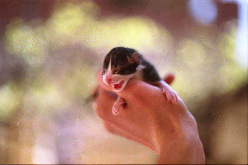 animal