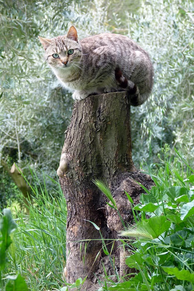 A Random Cat