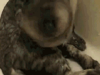 animal
