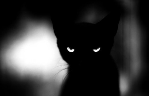 animal