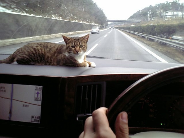 animal