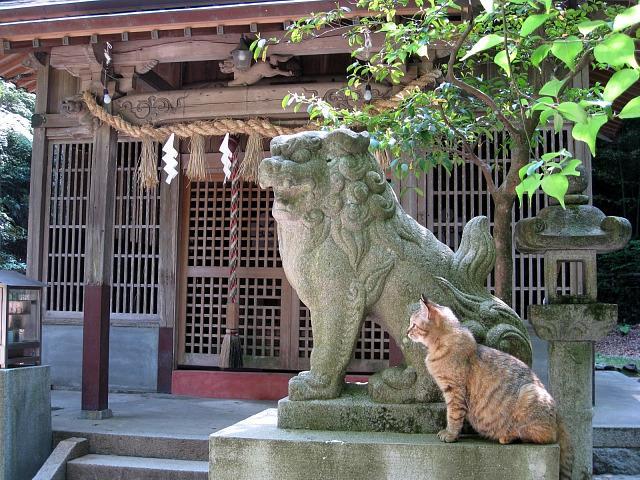 Resident Cat