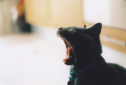 animal