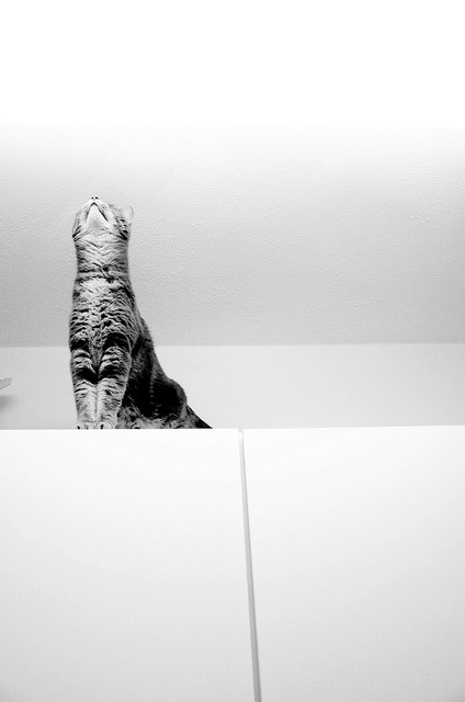 animal