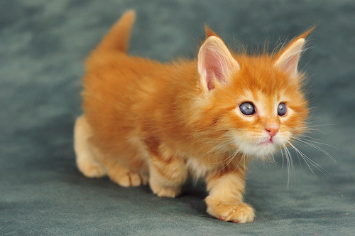 animal