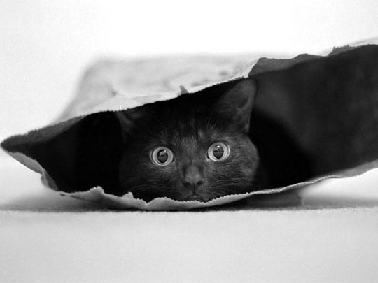 Resident Cat
