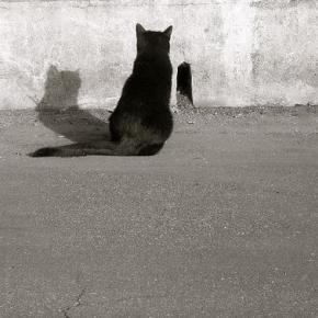 animal
