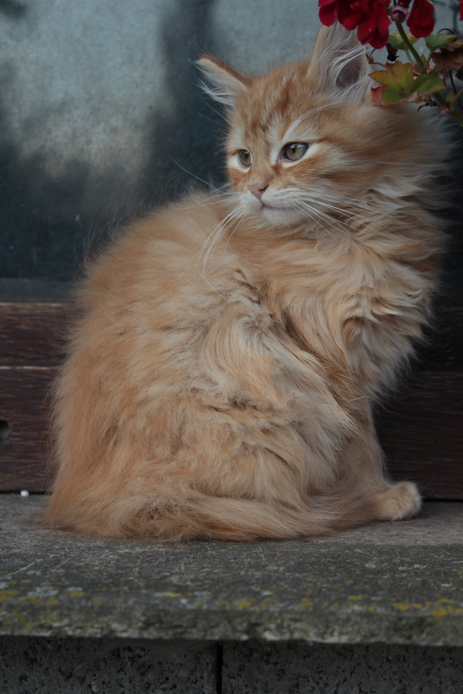 animal
