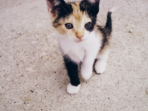 animal