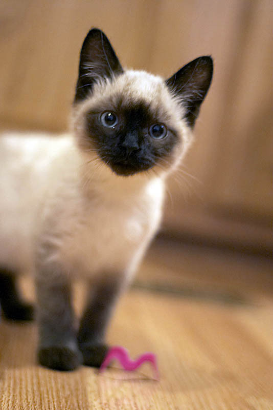 animal