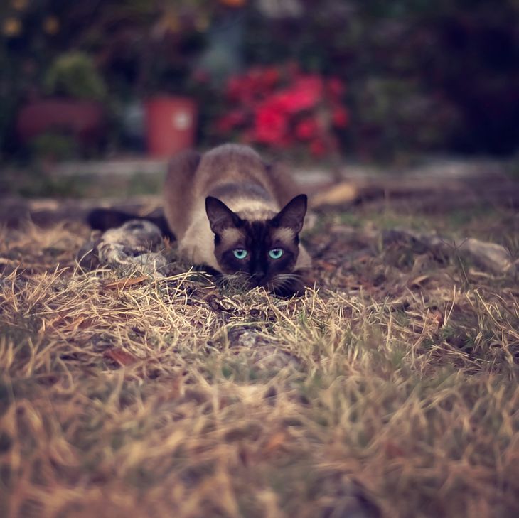 animal