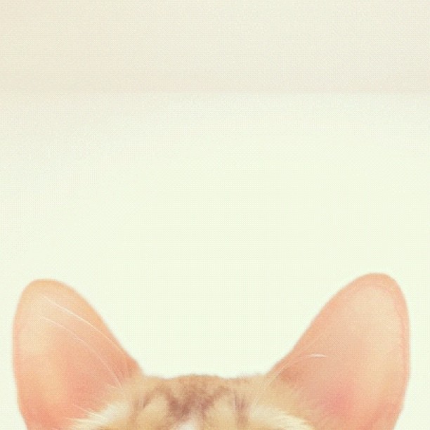 animal