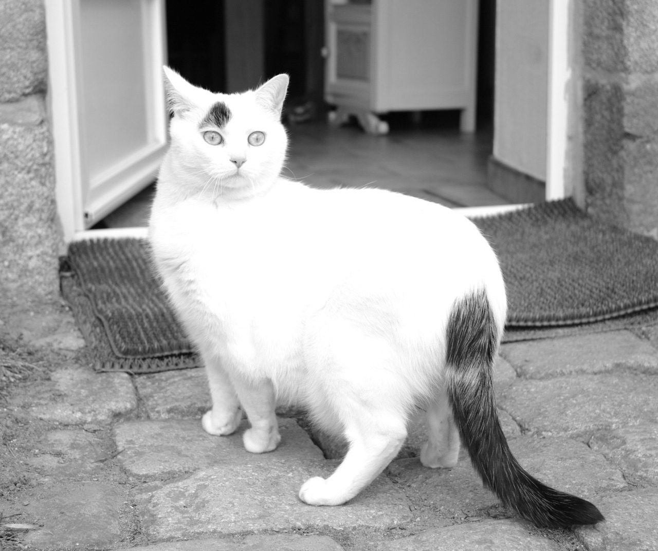 animal