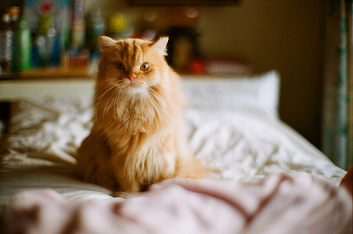 animal
