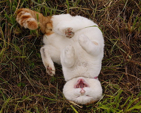 animal
